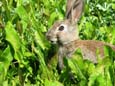O coelho é outra espécie que habita o Parque Nacional da Tierra del Fuego.